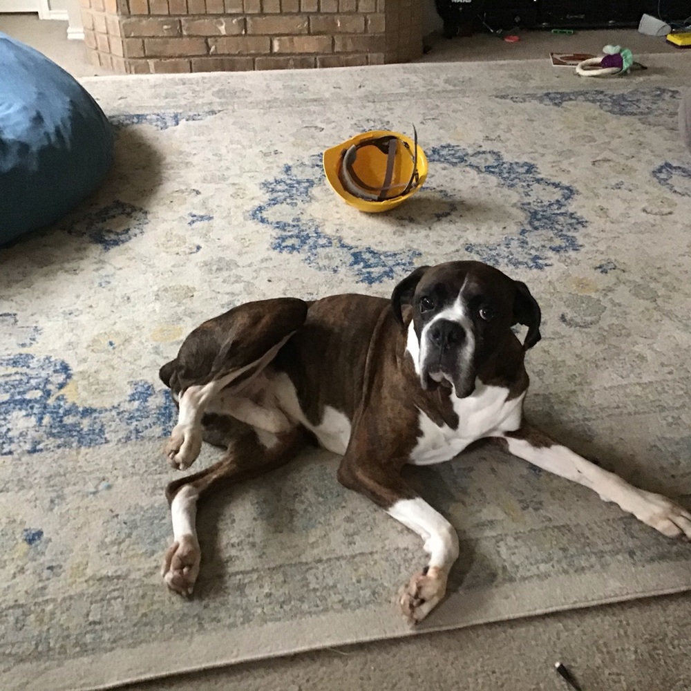 Dogs - Picture 5 of 8